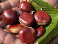 https://www.eolopress.it/index/wp-content/uploads/2009/10/Castagne.jpg