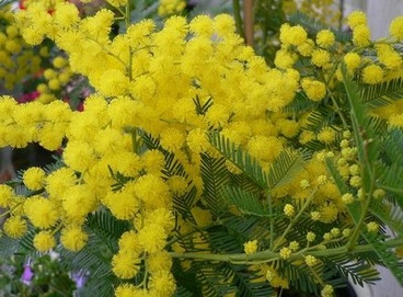 https://www.eolopress.it/index/wp-content/uploads/2012/03/mimosa.jpg