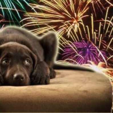 https://www.eolopress.it/index/wp-content/uploads/2013/12/BottiCapodanno_cane_impaurito.jpg