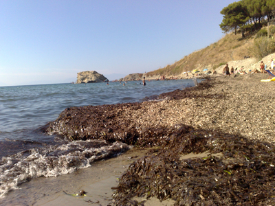 https://www.eolopress.it/index/wp-content/uploads/2014/03/agropoli-alghe.jpg