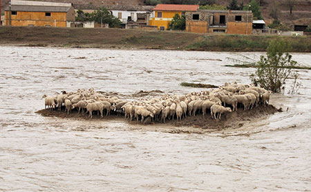 pecore alluvione allagamenti
